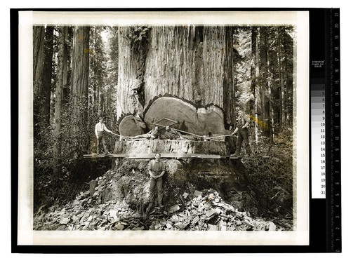 Among the Redwoods in California [Logging in Vance Woods #1/unknown]