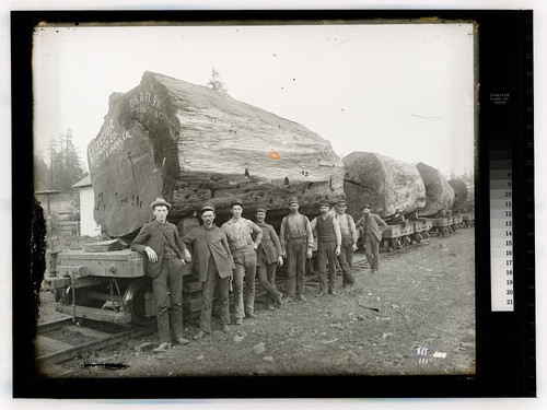 Excelsior Redwood Co,Eureka, Cal [Men pose by train of large log sections]