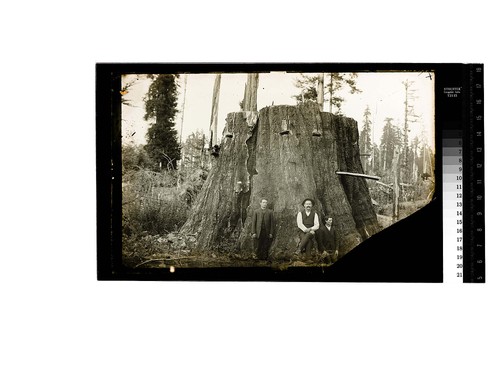 [Three men pose at base of a large redwood stump]