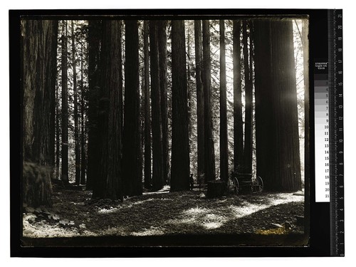 [Photographing redwoods/unknown]