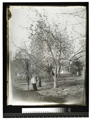 [Ericson home 14th and H Arcata /unknown/Several persons posing in the orchard]