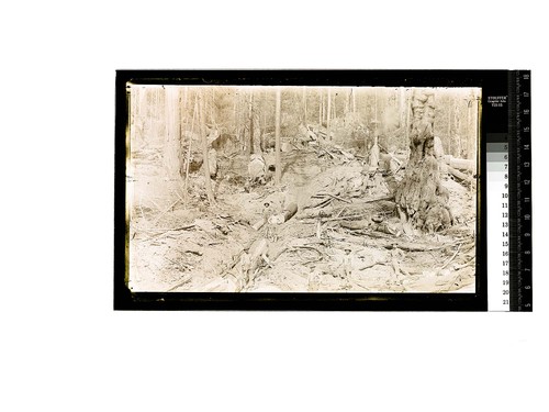 [Men posing at their work in a logging operation]