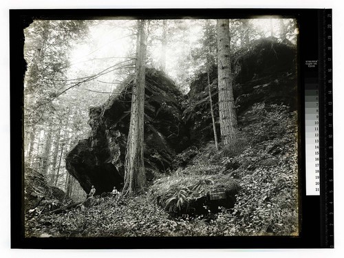 Excelsior Redwood Co,Eureka, Cal. [Excelsior Redwood Co. - Freshwater/unknown]