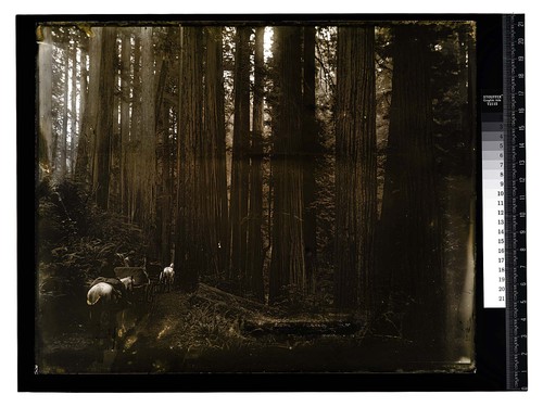 [Buggies, horses, and passengers on road in dense, lush forest]
