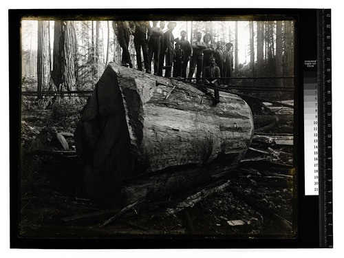 Among the Redwoods in California [Logging in Vance Woods/unknown]