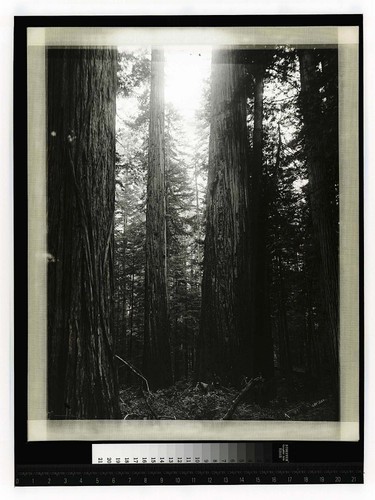 [Forest scene with two men on horseback and a man in a buggy]