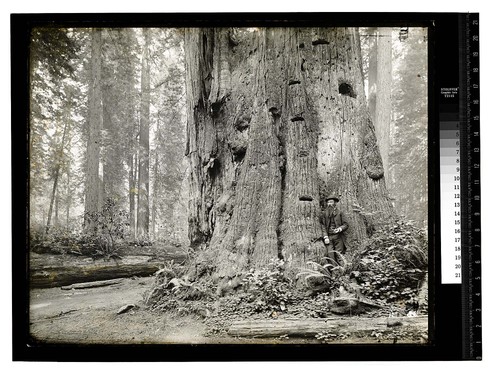 Virgin Redwoods, Garfield, Humboldt County/Among the Redwoods in California [In the Redwoods/unknown]