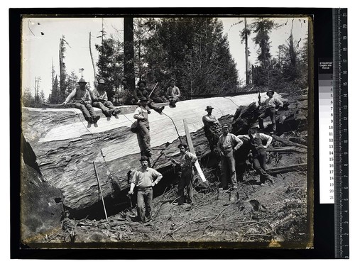 In the Redwoods, Blue Lake [Workers pose with a fallen log]