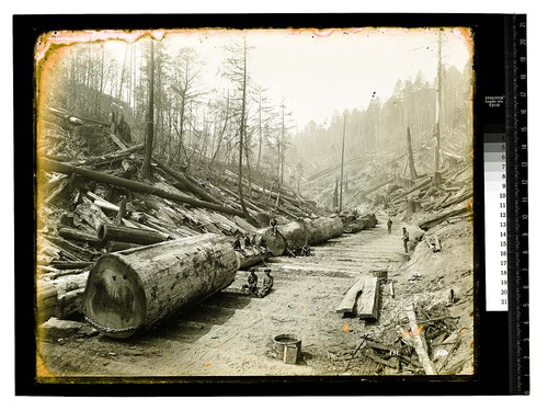 [Redwood Logging (skid road)/unknown]