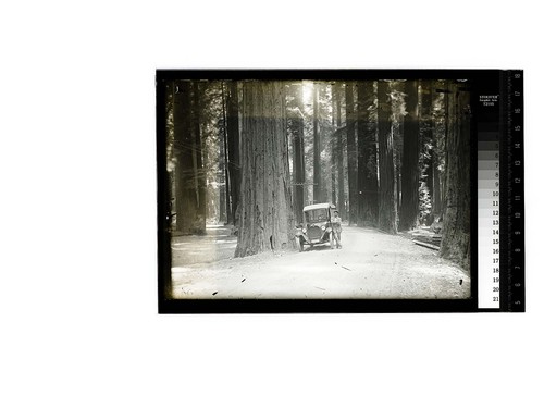 [Man posing beside auto on dirt road in a dense forest]