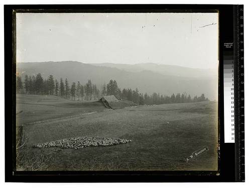 [Sheep, barn, and fields at Angel Ranch]