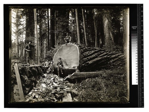 Among the Redwoods in California [Redwood Logging/unknown]