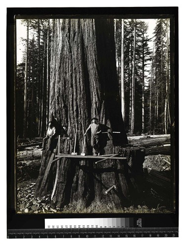 [Tree Falling in Vance Woods/unknown]