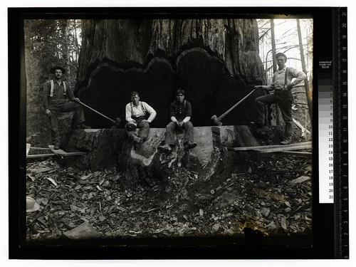 On the "Redwood Highway," California [Undercut - Redwood - Vance/unknown]