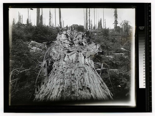 [Group on an outing posing with a shattered old growth log]