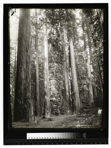 In the Redwoods alongEel River