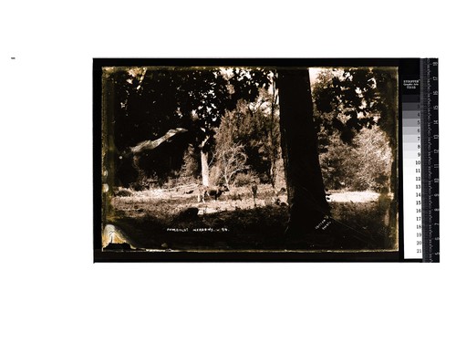 Humboldt Meadows [Man and cow in a clearing surrounded by woods]