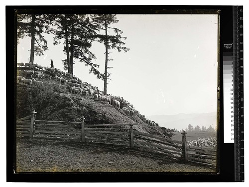 Angels' Ranch near Korbel [Large herd of sheep]