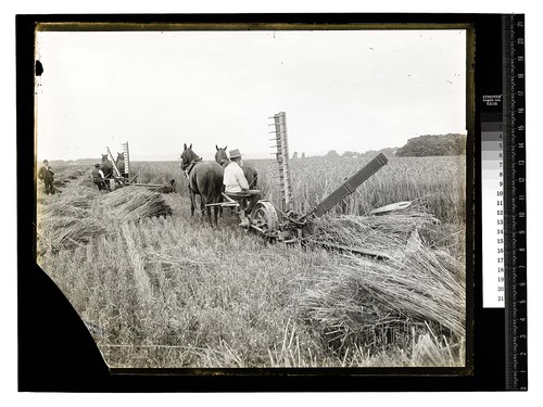 Harvesting scene,Arcata Bottom