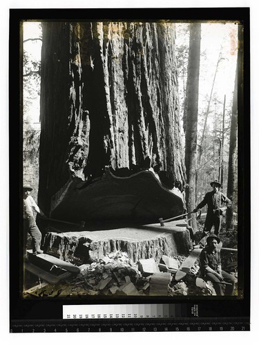 [Redwood Falling - Vances/unknown]