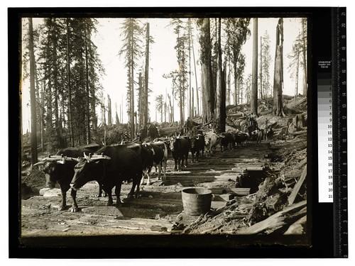 Among the Redwoods in California [Ox team - First stage of logging #4/unknown]