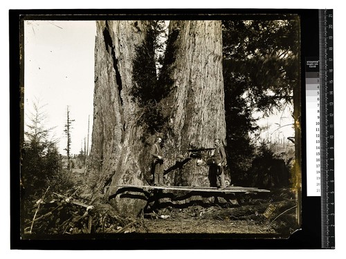 Twin tree 30 feet in diameter, nearArcata [Making an undercut, Vance Woods/Twin tree 30 feet in diameter, near Scotia /both unknown]