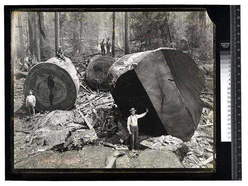 Among the Redwoods in California [Logging in Vance Woods #2/unknown]