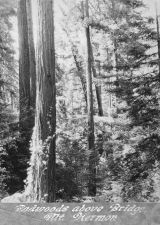Redwoods above bridge in Mount Hermon