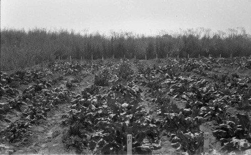 [Spreckels sugar beet field]