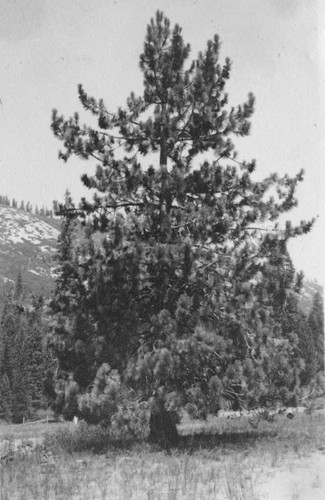 [Ponderosa pine]