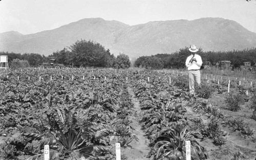 [Man in beet fields, Spreckels]