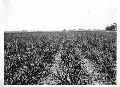 [Oxnard garlic field]