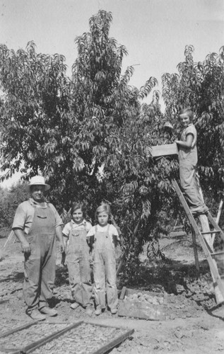 [Harvesting Peaches]