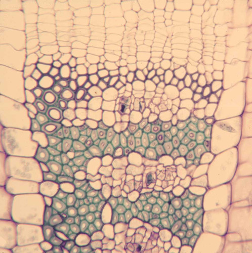 Phloem