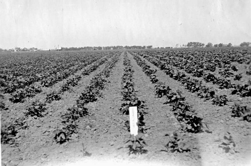 [Oxnard sugar beet field]