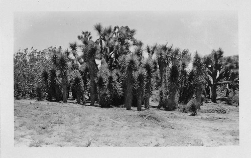 [Group of Joshua trees]