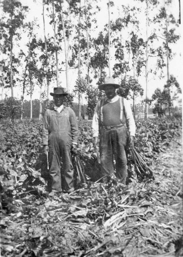[Farmworkers in Oxnard beet field]