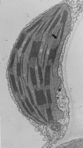 Chloroplast