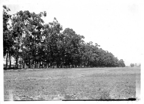 [Oxnard field with wind row]