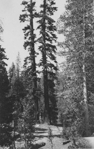 [Conifers near Lake Alpine]