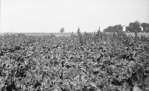 [Oxnard beet field]