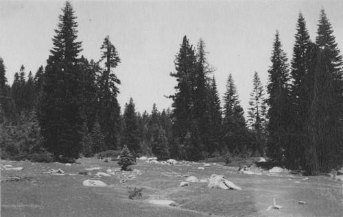 Alpine meadow near Alpine Lake