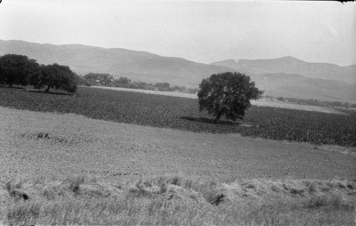 Salinas Valley