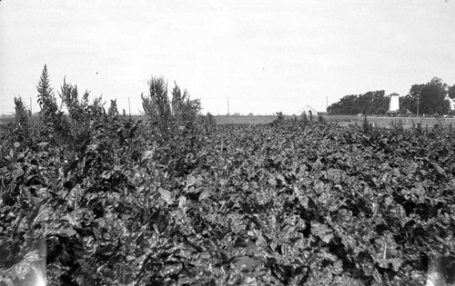 [Oxnard beet field]