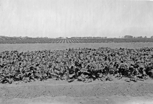 [Oxnard sugar beet field]