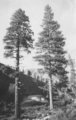 [Incense-cedar and Ponderosa pine]