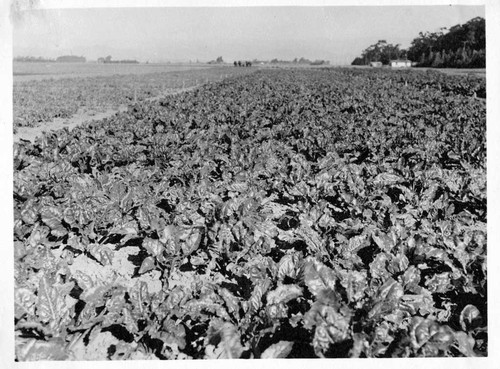 [Oxnard sugar beet field]