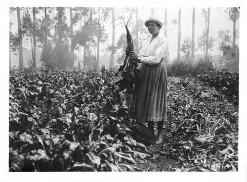 [Plant anatomist Katherine Esau standing in a beet field]