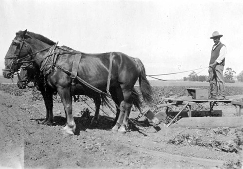 [Farmworker with horses and plow in Oxnard, California]