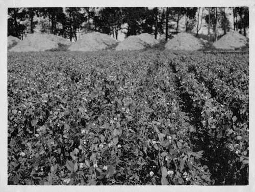 [Oxnard pea field]